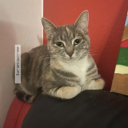 Foto 1/1 Spencer Chat perdido en Sydney