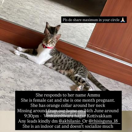 Foto 1/1 Ammu Chat perdido en Chennai