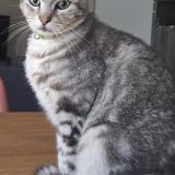 Foto del gato perdido en La Salvetat Saint Gilles