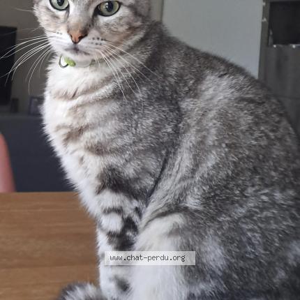 Foto 1/1 MAKI Chat perdido en La salvetat saint gilles