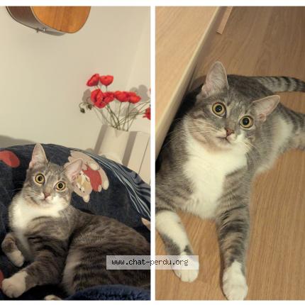 Foto 1/1 Lola Chat perdido en Villefranche