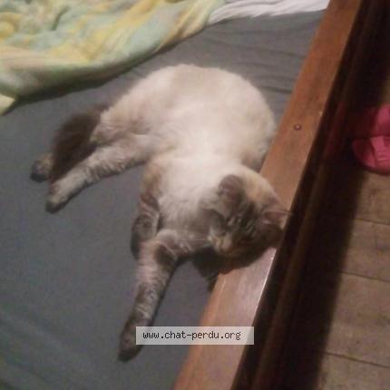 Foto 1/1 valérie clement Chat perdido en Mas grenier