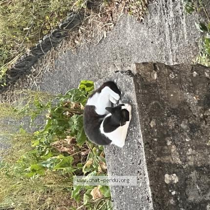 Foto 1/1 Gato encontrado Encontrado en Gueret