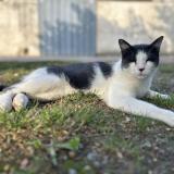 Foto del gato perdido en Castelnau D Estretefonds