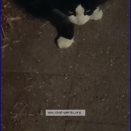 Foto 1/1 Gato encontrado Encontrado en Anderlecht