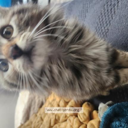 Foto 1/1 Scarlette Chat perdido en Lanester