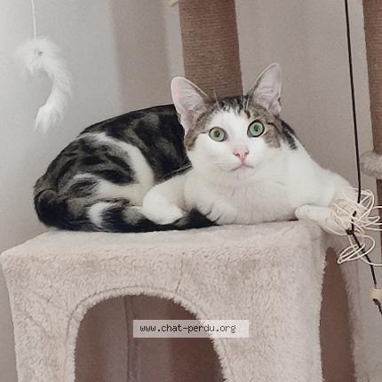 Foto 1/1 Atlas Chat perdido en Charmes