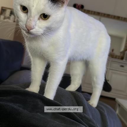 Foto 1/1 Rio Chat perdido en Contres