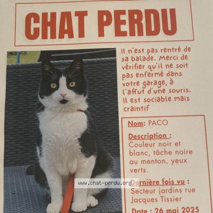 Foto 1/1 Paco Chat perdido en Saint amand montrond