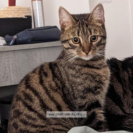 Foto 1/1 Yako Chat perdido en Chelles