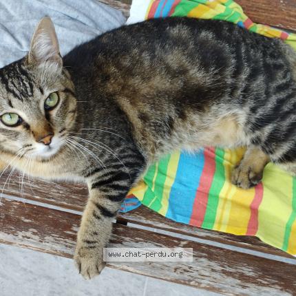 Foto 1/1 Gato encontrado Encontrado en Douvaine