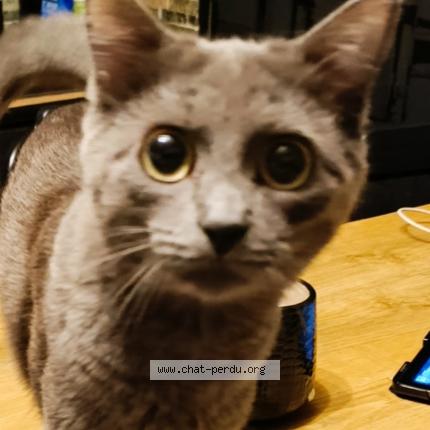 Foto 1/1 Perle Chat perdido en Laloeuf