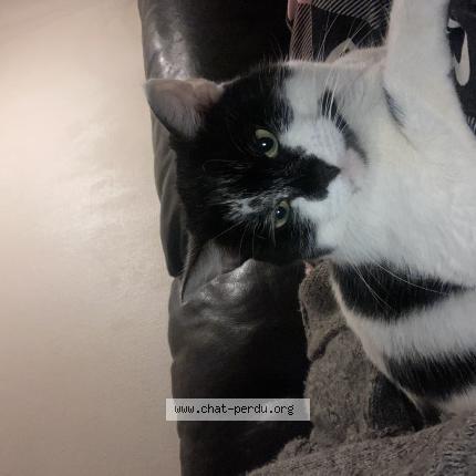 Foto 1/1 Mimi Chat perdido en Pau