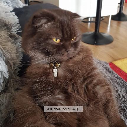 Foto 1/1 Praline Chat perdido en Pont a marcq