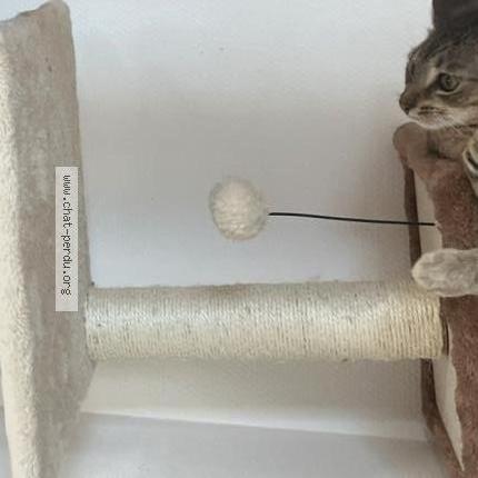 Foto 1/2 Yuki Chat perdido en Esch sur alzette