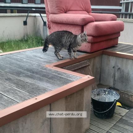 Foto 1/1 Gustave Chat perdido en Palaiseau