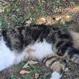 Foto del gato perdido en Cheny