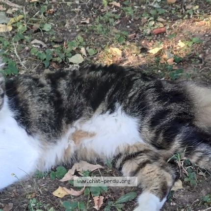 Foto 1/1 Bat Chat perdido en Cheny