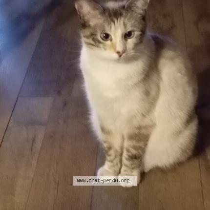 Foto 1/1 Vany Chat perdido en Charvieu chavagnieux