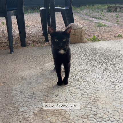 Foto 1/1 Gato encontrado Encontrado en Pont de vaux