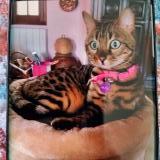 Foto del gato perdido en Plazac