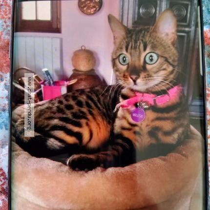 Foto 1/1 MILLIOU Chat perdido en Plazac