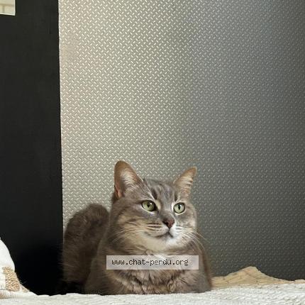 Foto 1/1 Fripouille Chat perdido en Narbonne