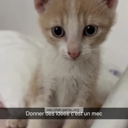 Foto 1/1 Cersart Chat perdido en Beziers