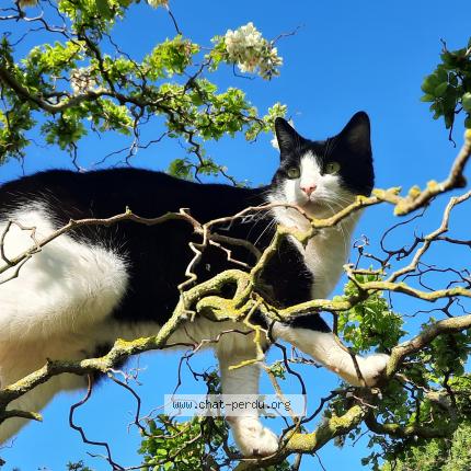 Foto 1/1 Comète Chat perdido en Barneville carteret