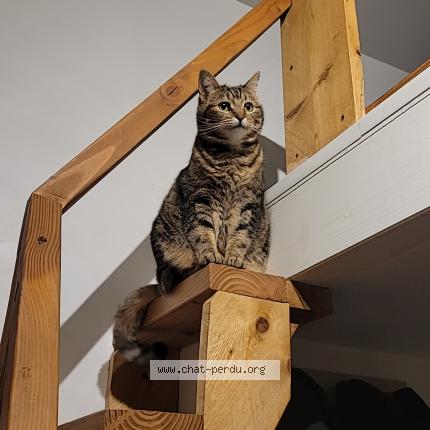 Foto 1/1 Damso Chat perdido en Marseille