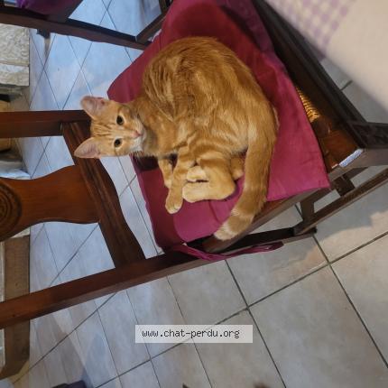 Foto 1/1 Sly Chat perdido en La sauziere st jean