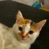 Foto del gato perdido en Cudos