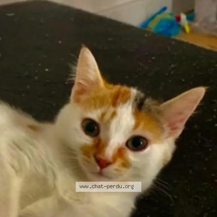 Foto 1/1 Maya Chat perdido en Cudos