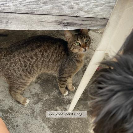 Foto 1/1 Sybelle Chat perdido en Pont de larn