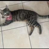 Foto del gato perdido en Gagny