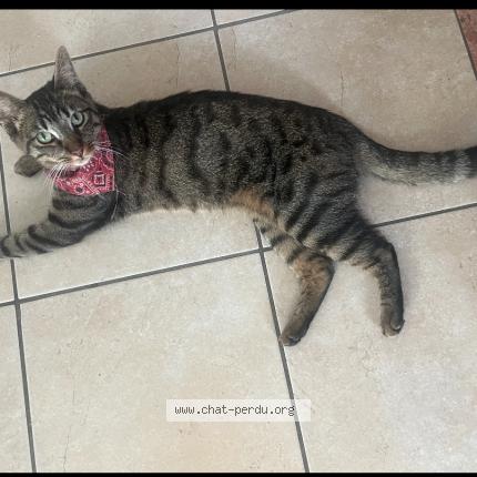 Foto 1/1 Griffith Chat perdido en Gagny