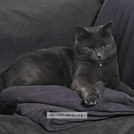 Foto 1/1 Pacha Chat perdido en Montpellier