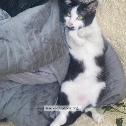 Foto 1/1 Cookie Chat perdido en Saint quentin