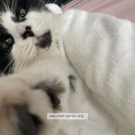 Foto 1/1 Sweety Chat perdido en La saussaye