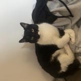 Foto del gato perdido en Villeneuve L Archeveque