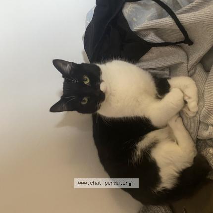 Foto 1/1 Malice Chat perdido en Villeneuve l archeveque