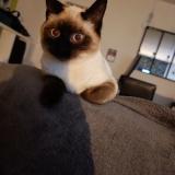 Foto del gato perdido en Sore