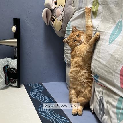 Foto 1/1 Figaro ou fifi Chat perdido en Arbois