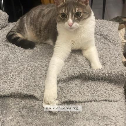 Foto 1/1 Lola Chat perdido en Nanterre