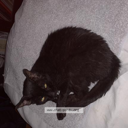 Foto 1/1 Gato encontrado Encontrado en Athis mons