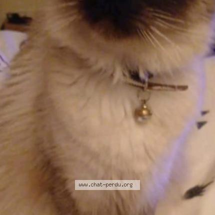 Foto 1/1 Sitta Chat perdido en Marseille