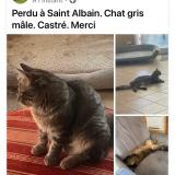 Foto del gato perdido en Saint Albain