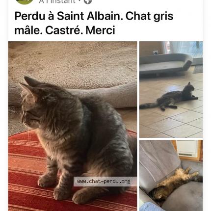Foto 1/1 Willy Chat perdido en Saint albain