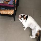 Foto del gato perdido en Avon