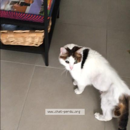 Foto 1/1 Pashmyna Chat perdido en Avon